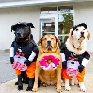 Black and Orange Dog Costume for Halloween